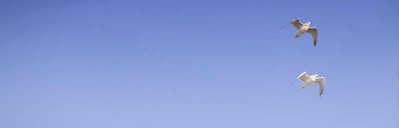 Two seagulls in a clear blue sky